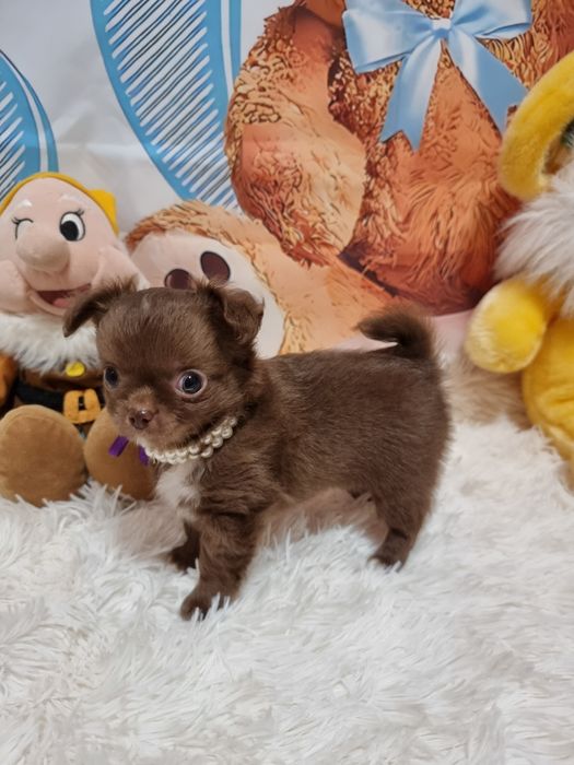 Chihuahua macho chocolate  miniatura de pêlo comprido com Pedigree