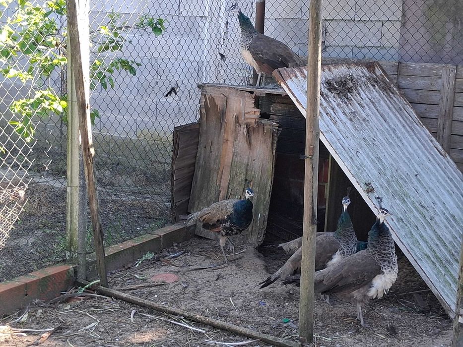Pavoas adultas para venda