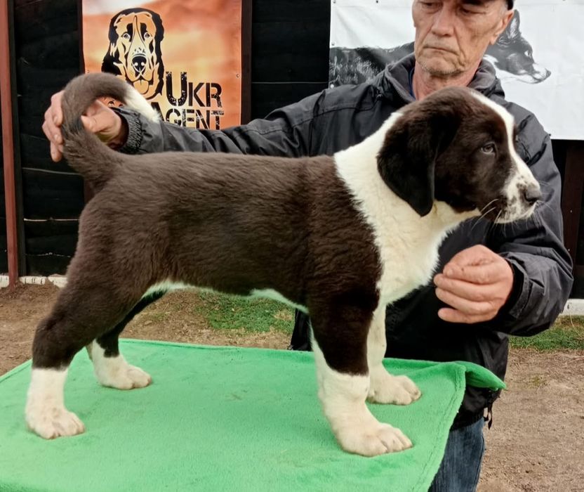 Перспективна самочка САВ