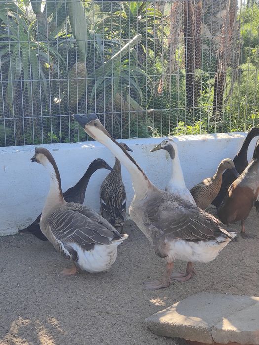 Gansos Sinaleiros, chinês, Guiné