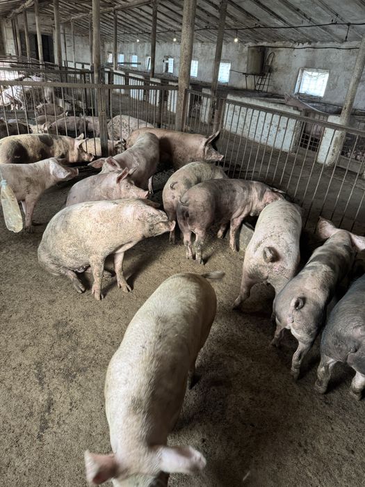 Продам свиней живой вес и закол