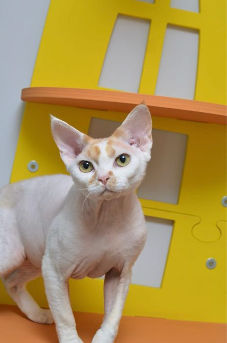 Девон рекс хлопчина