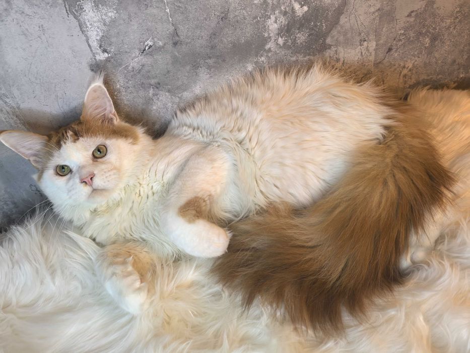 Kocurek Maine Coon