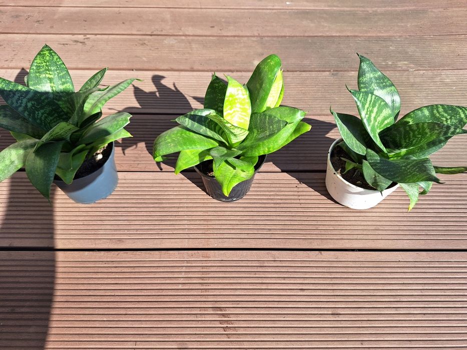 Sansewieria    niska