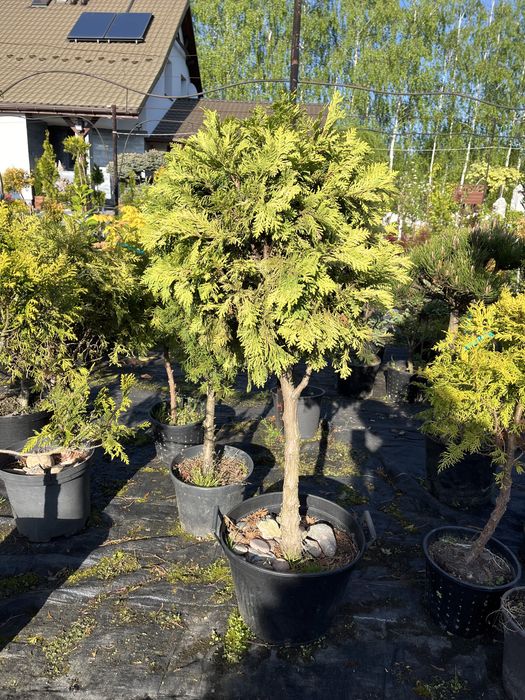 Bonsai iglaki formowane sosna tuja cyprys cyprysik na pniu szczepione