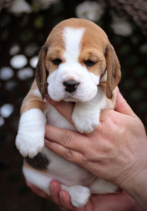 Бигль, щенки,заводчик , КСУ