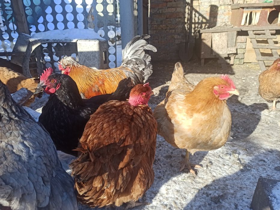 Куры мясо - яичной породы.