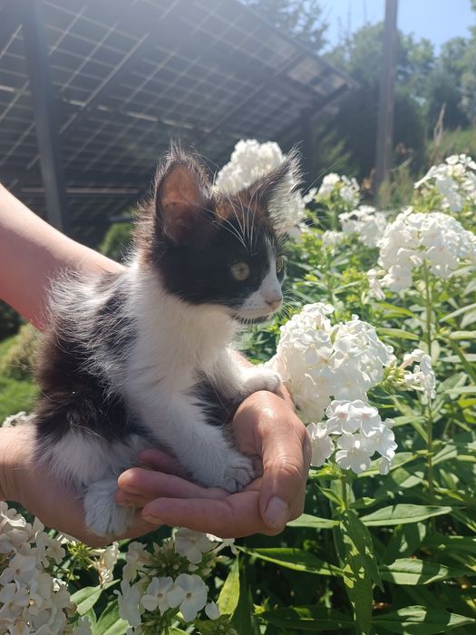 kotek do oddania za darmo