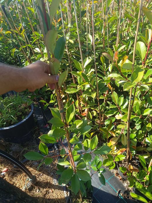 Photinia para jardim
