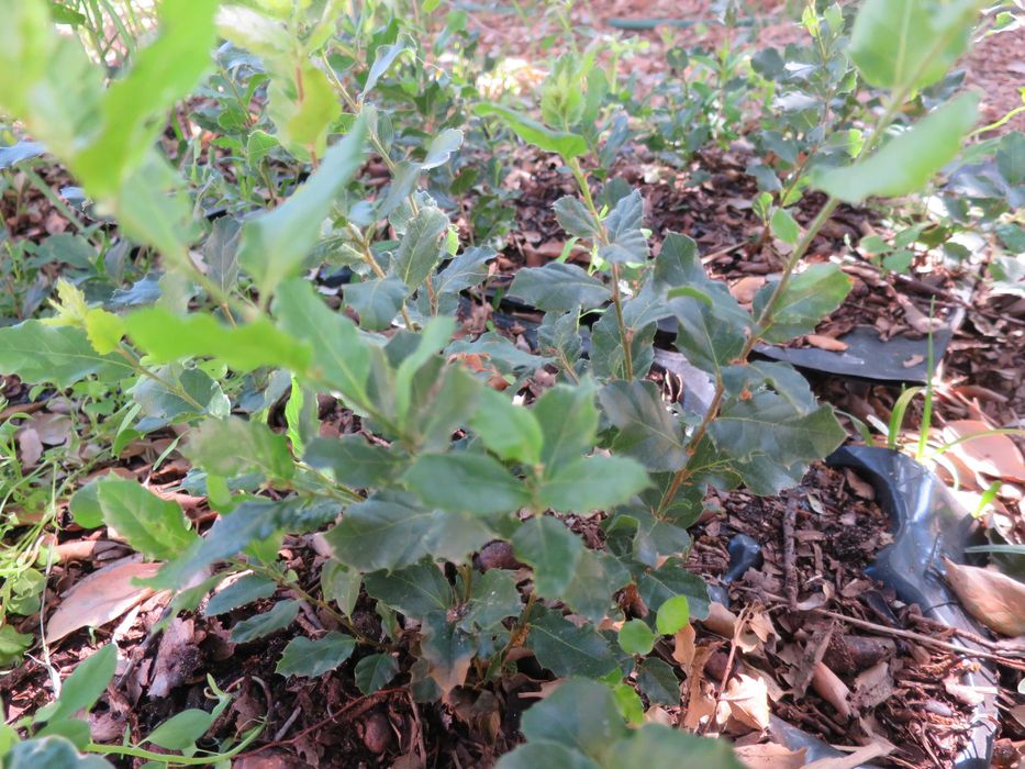 Mudas sobreiros para plantar árvores