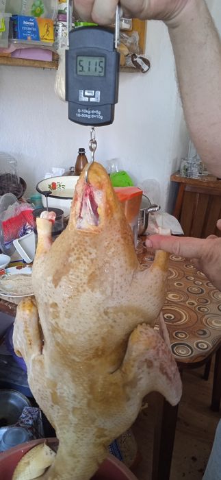 индоутка, мускусная утка тяжелой породы