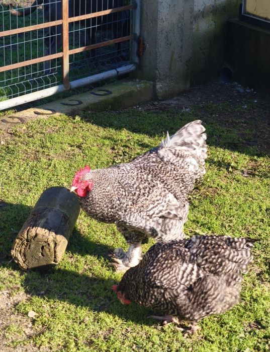 Maline GENÉTICA Bélga