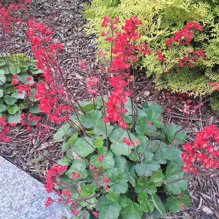 Саджанці гейхери.