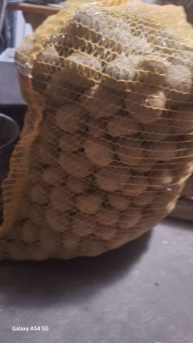 Sadzeniaki soraya ziemniaki