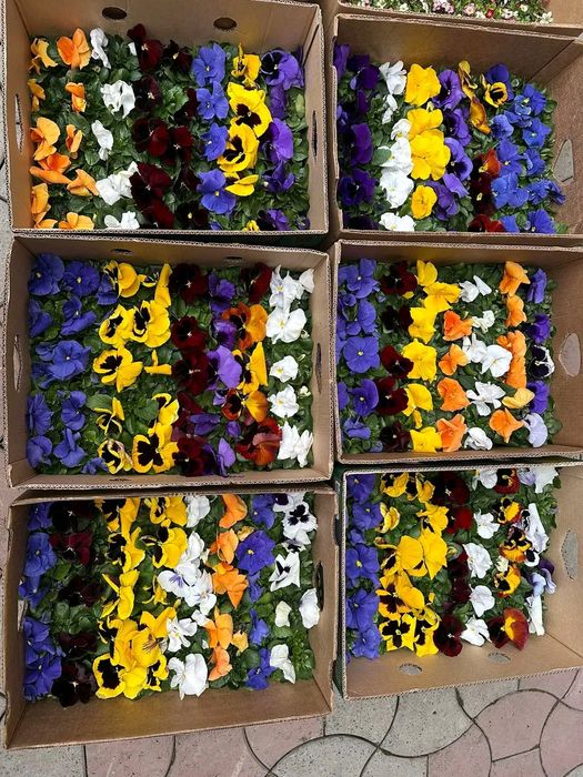 Примула, гіацинт, цикламен, вілла, гвоздика,квіти, 8 березня