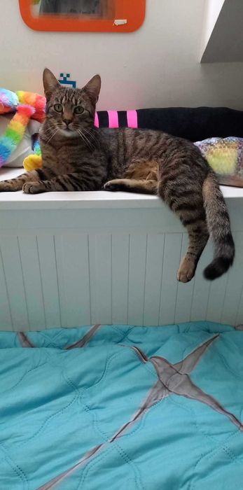 Zaginął Kot Gustaw