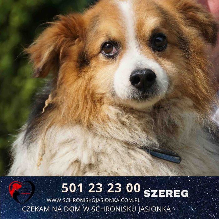 SZEREG do adopcji – Schronisko Jasionka