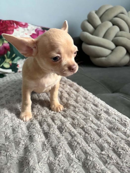 Piękny piesek Chihuahua