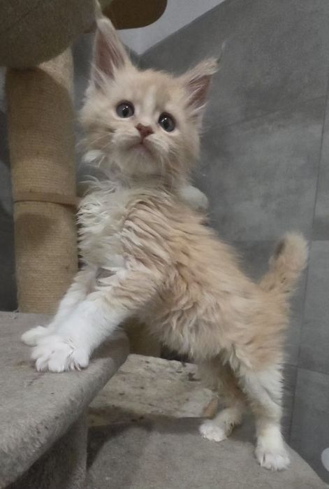 Kokos kocurek mainecoon