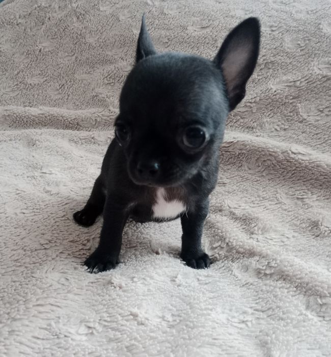 Czarny chłopiec chihuahua