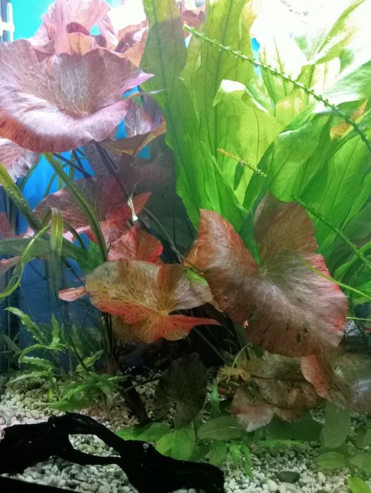 Нимфея тигровая красная. Растение. 460 грн