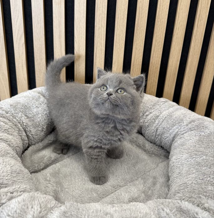 Kotka brytyjska krótkowłosa niebieska – opcja hodowlana
