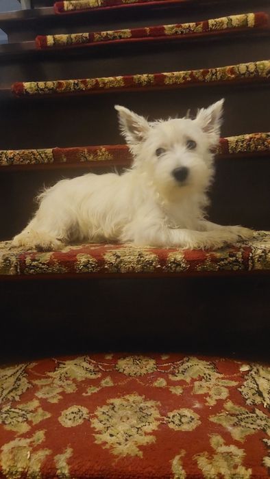 West Highland White Terrier