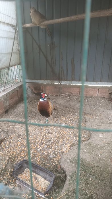 Ovos de faisao dorado