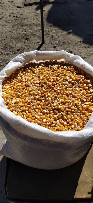 Продам суху дрібну кукурудзу кукурузу врожай 2025