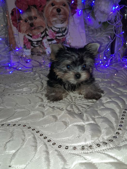 Йоркшерский терьер щенки, мальчишки