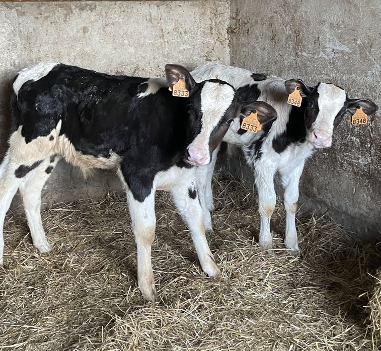 2 vitelos ja a comecar a comer