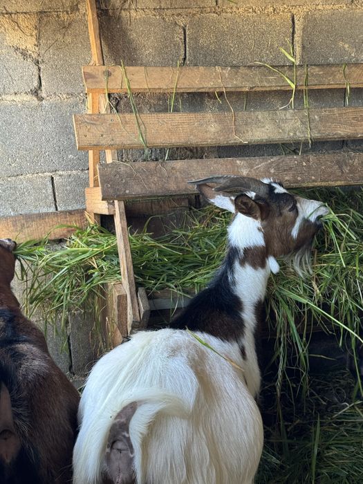 Vendo cabritas, uma está prenha