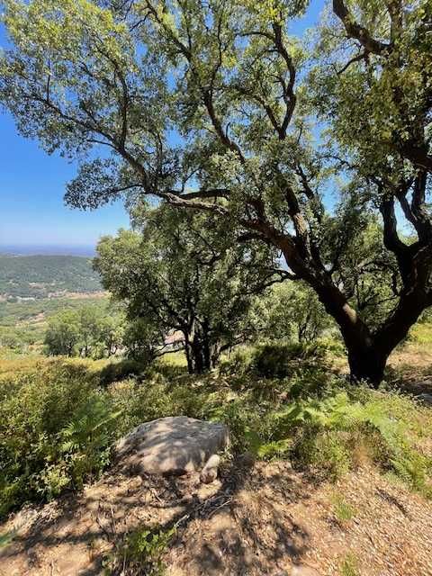 Terreno na Foia, Monchique