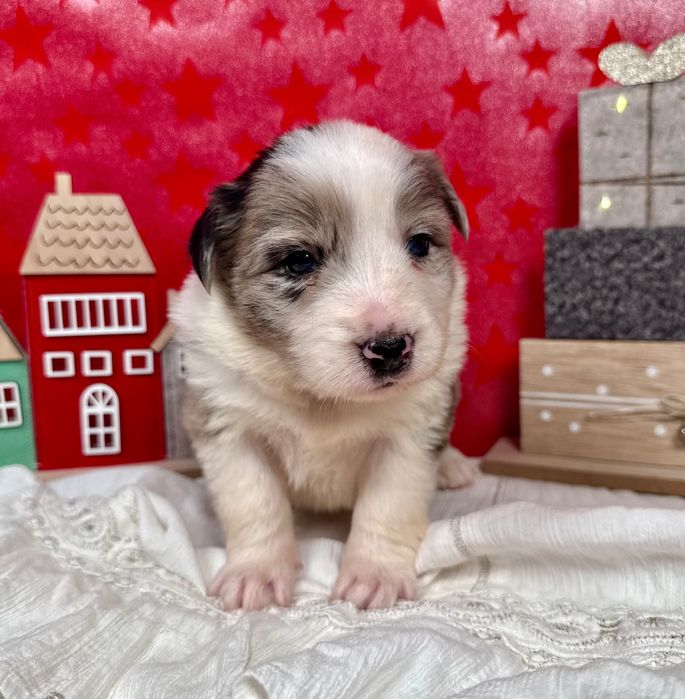 Border Collie suczka blue merle