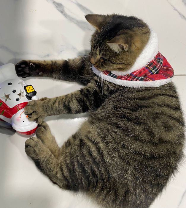 Ніжний котик шукає сімʼю