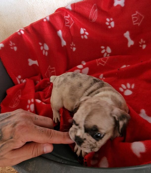 Menino bulldog merle