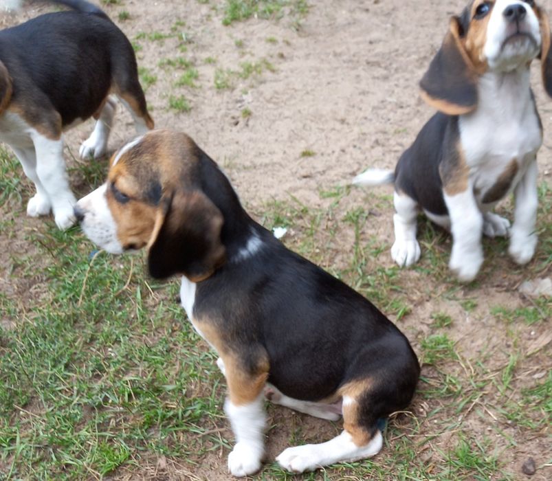 Szczeniak Beagle (Dogs Of The World).