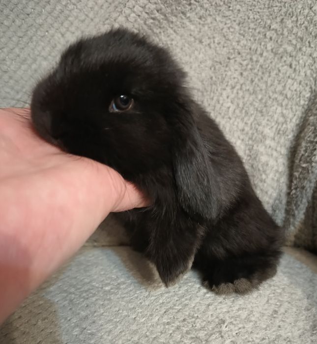 Karzełek tedi długowłosy,mini Lop króliczek ministurka
