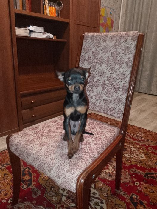 Мини Той терьер мальчик