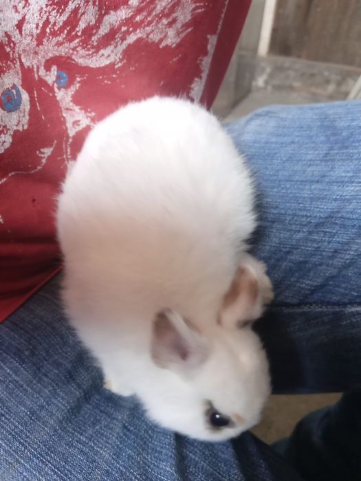 Coelhos mini anão