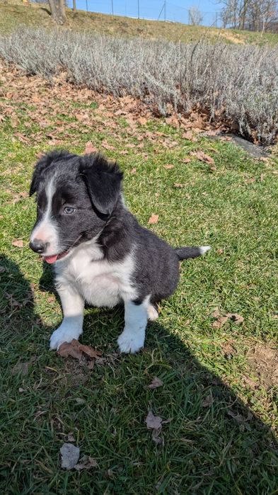 Sprzedam szczenięta rasy Border collie