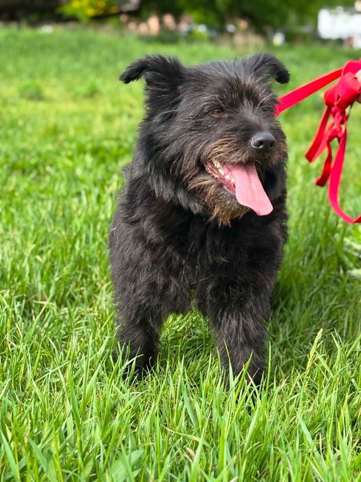 Wyjątkowa sunia do adopcji