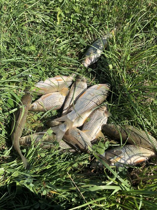 Karp amur lin tołpyga kroczek 2026