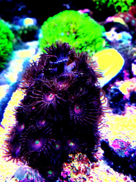 Corais Kenia tree vários