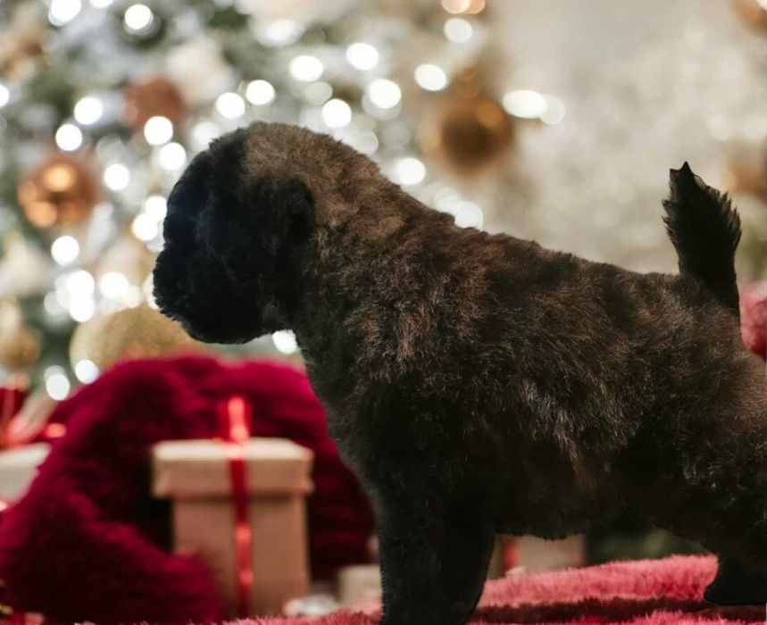 Bouvier des Flandres - rodowód ZKwP(FCI)
