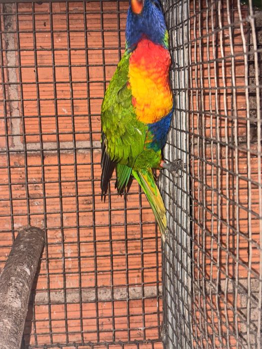 loirs macho com 1 ano sexado, pyrrhura macho reprodutor com 3 anos