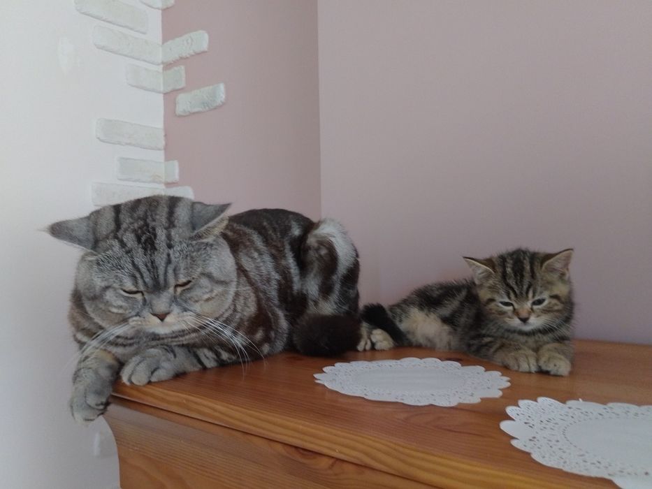 Котик шотландській прямовушка, копія тато!