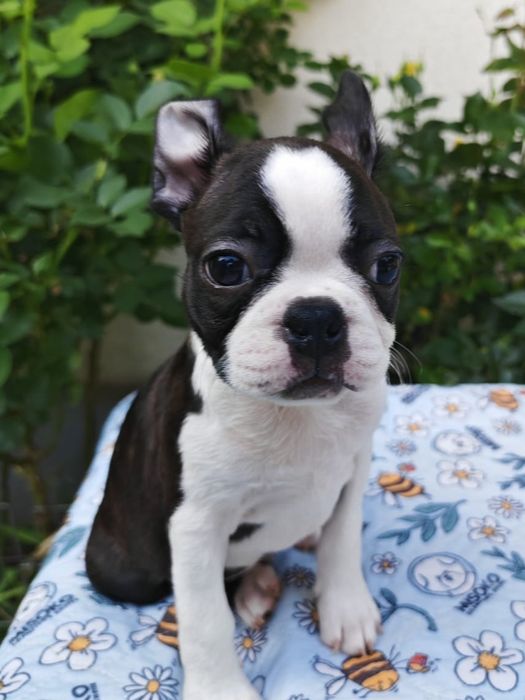 Boston Terrier piesek ZKwP FCI