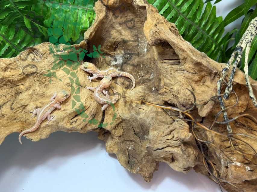 Gekon madagaskarski gekony madagaskarskie nie lamparci Gdańsk