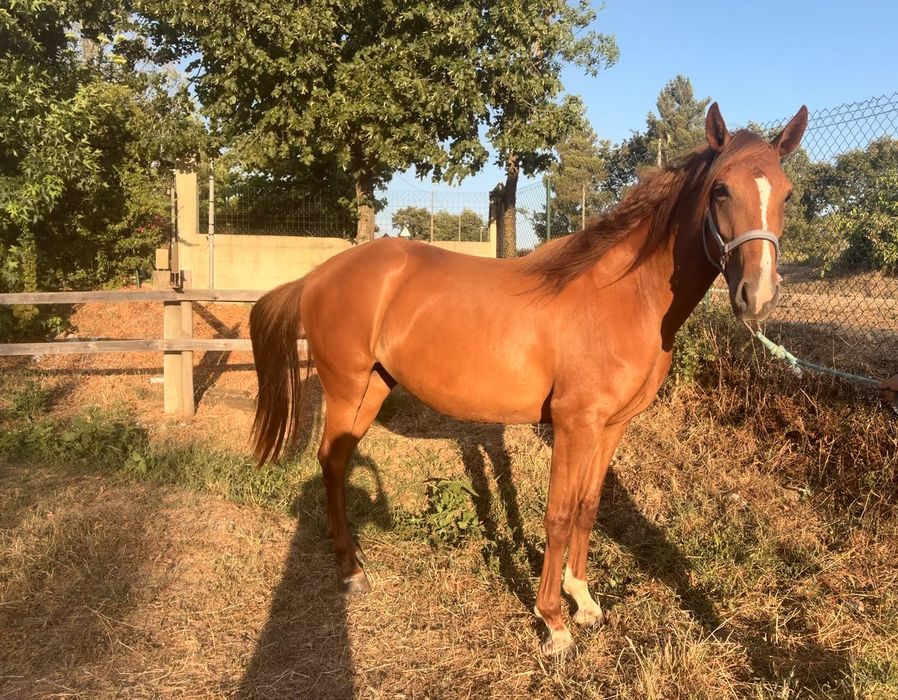 Égua cx  lusitano